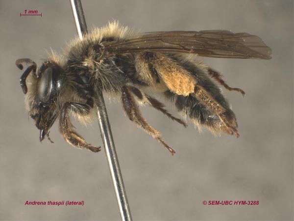 Photo of Andrena thaspii by Spencer Entomological Museum